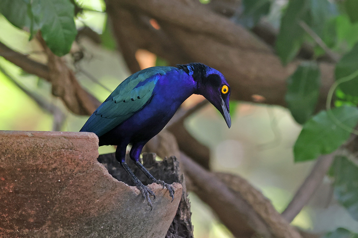 Purple Glossy Starling